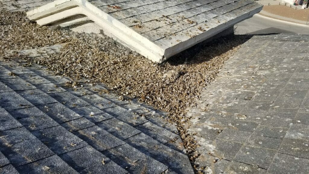 You are currently viewing Can pigeons damage my roof or solar panels?