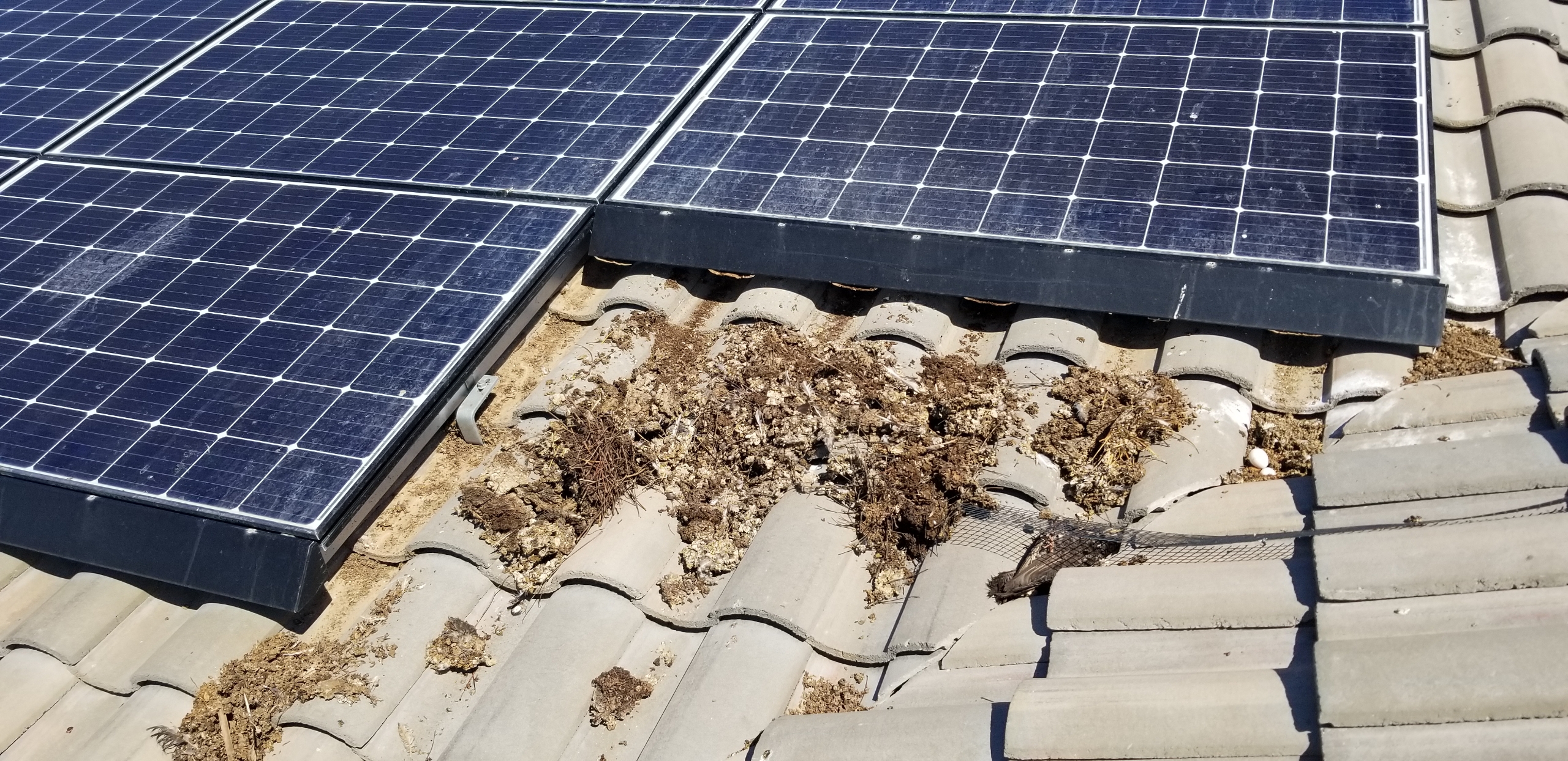 Read more about the article Importance of Having a Clean Roof