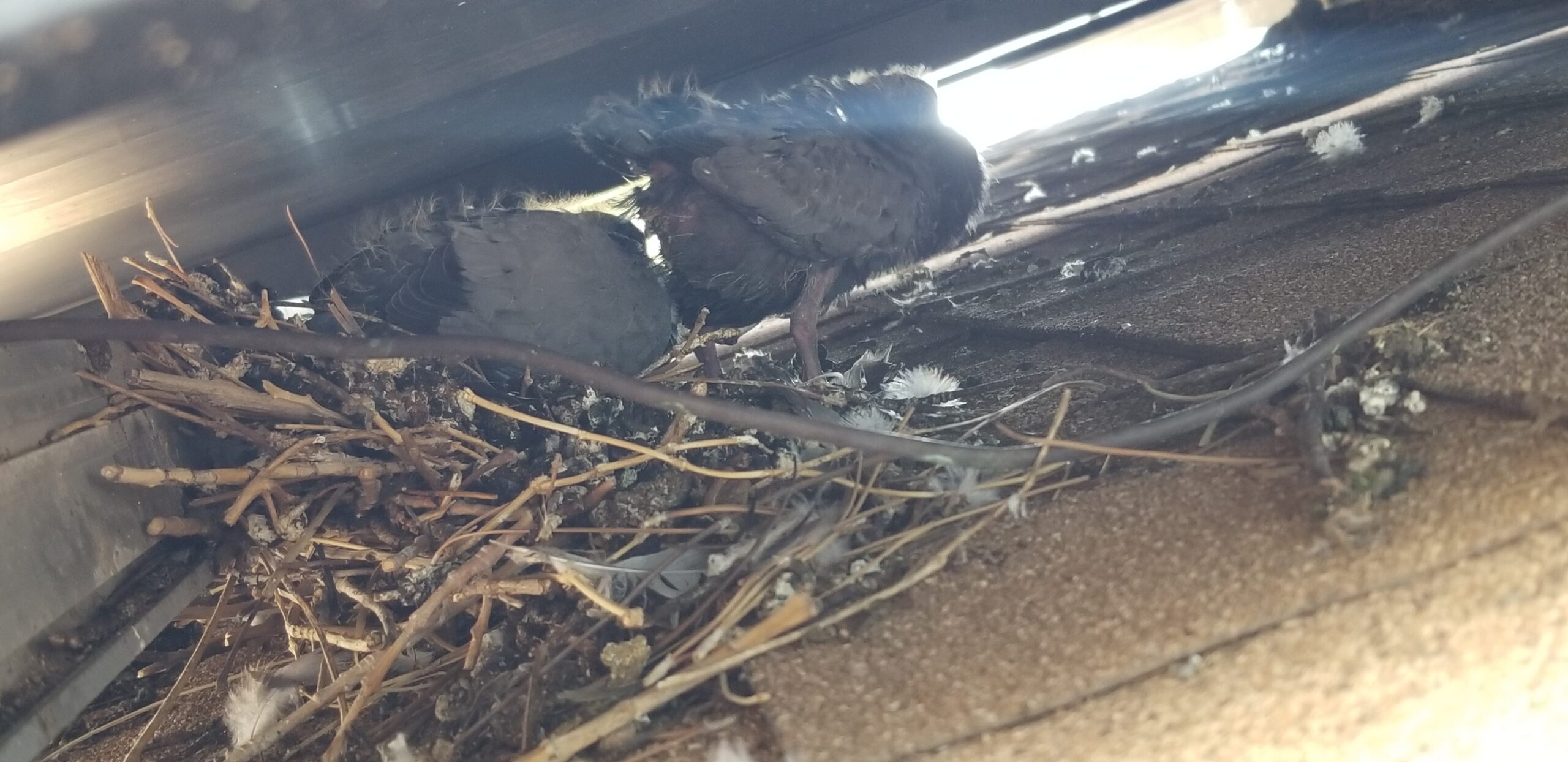 Read more about the article Protect Your Solar Panels: The Ultimate Guide to Pigeon Control