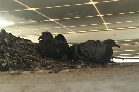 Read more about the article Protect Your Solar Panels: The Ultimate Guide to Pigeon Control