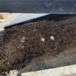 Protect Your Solar Investment: Bird-Proofing and Cleaning Solar Panels in El Paso, Texas
