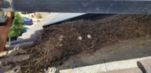 Read more about the article Protect Your Solar Investment: Bird-Proofing and Cleaning Solar Panels in El Paso, Texas