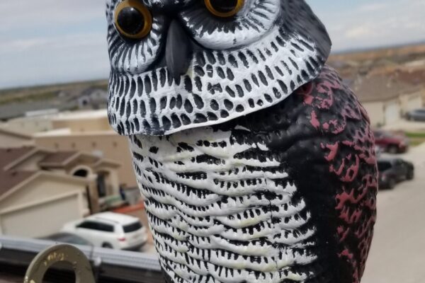 Fake owl to scare pigeons