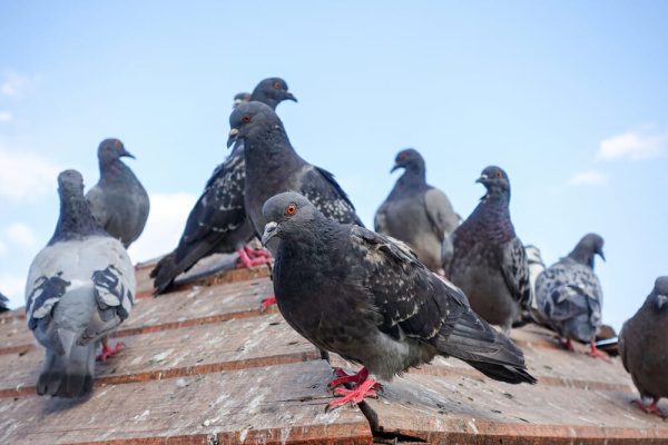 Pigeon-Eviction.jpg