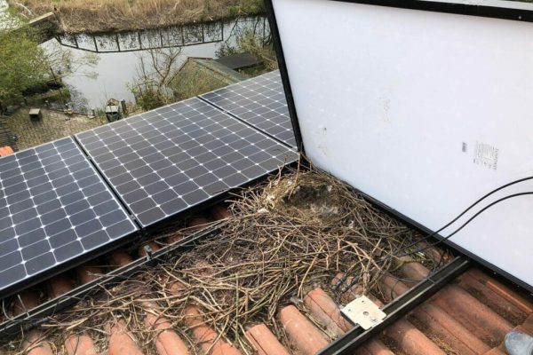 Solar-Cleaning-Bird-Guard-Installation-1.jpeg